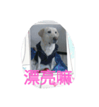 Q dog No.2（個別スタンプ：13）