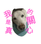 Q dog No.2（個別スタンプ：14）