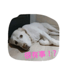 Q dog No.2（個別スタンプ：15）