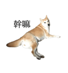 Haru dog daily life（個別スタンプ：1）