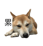 Haru dog daily life（個別スタンプ：2）