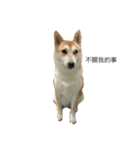 Haru dog daily life（個別スタンプ：3）