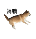 Haru dog daily life（個別スタンプ：6）