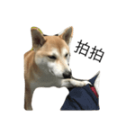 Haru dog daily life（個別スタンプ：8）