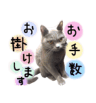 よく使う敬語 丁寧語 灰色猫 みさお 40個版（個別スタンプ：36）