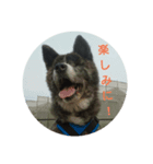 盲目秋田犬 仁(1)（個別スタンプ：8）