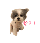 Dog Dog！（個別スタンプ：1）