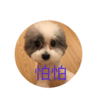 Dog Dog！（個別スタンプ：6）