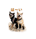 柴犬ひめこあずきのHappyスタンプ2（個別スタンプ：7）