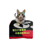 Palu baby（個別スタンプ：7）