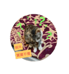 Palu baby（個別スタンプ：29）