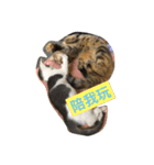 Fat Tiger and Rice Ball（個別スタンプ：14）