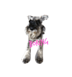 We love Schnauzers（個別スタンプ：1）