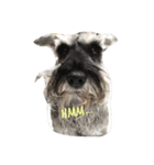 We love Schnauzers（個別スタンプ：2）
