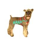 We love Schnauzers（個別スタンプ：3）