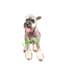 We love Schnauzers（個別スタンプ：4）