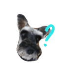 We love Schnauzers（個別スタンプ：5）
