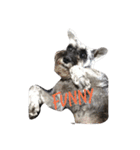 We love Schnauzers（個別スタンプ：9）