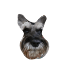 We love Schnauzers（個別スタンプ：12）