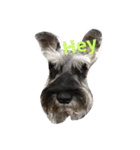 We love Schnauzers（個別スタンプ：13）