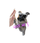 We love Schnauzers（個別スタンプ：14）