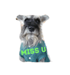 We love Schnauzers（個別スタンプ：15）