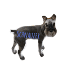 We love Schnauzers（個別スタンプ：16）