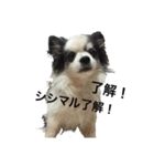 シシカゲ（個別スタンプ：5）