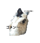 シシカゲ（個別スタンプ：6）