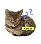 猫のあんみつ（個別スタンプ：2）