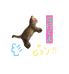 猫のあんみつ（個別スタンプ：4）