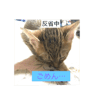 猫のあんみつ（個別スタンプ：5）