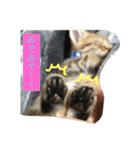 猫のあんみつ（個別スタンプ：7）