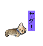 猫のあんみつ（個別スタンプ：15）