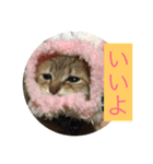 猫のあんみつ（個別スタンプ：16）