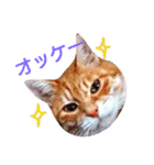 うちのねここ（個別スタンプ：1）