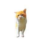 うちのねここ（個別スタンプ：4）