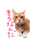 うちのねここ（個別スタンプ：6）