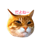 うちのねここ（個別スタンプ：7）