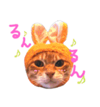 うちのねここ（個別スタンプ：8）