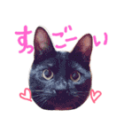 うちのねここ（個別スタンプ：9）