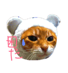 うちのねここ（個別スタンプ：10）