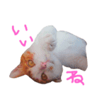 うちのねここ（個別スタンプ：12）