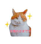 うちのねここ（個別スタンプ：14）