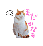 うちのねここ（個別スタンプ：17）