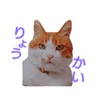 うちのねここ（個別スタンプ：19）