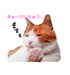 うちのねここ（個別スタンプ：20）
