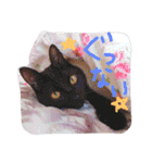 うちのねここ（個別スタンプ：22）