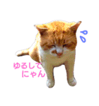 うちのねここ（個別スタンプ：24）