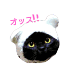 うちのねここ（個別スタンプ：25）